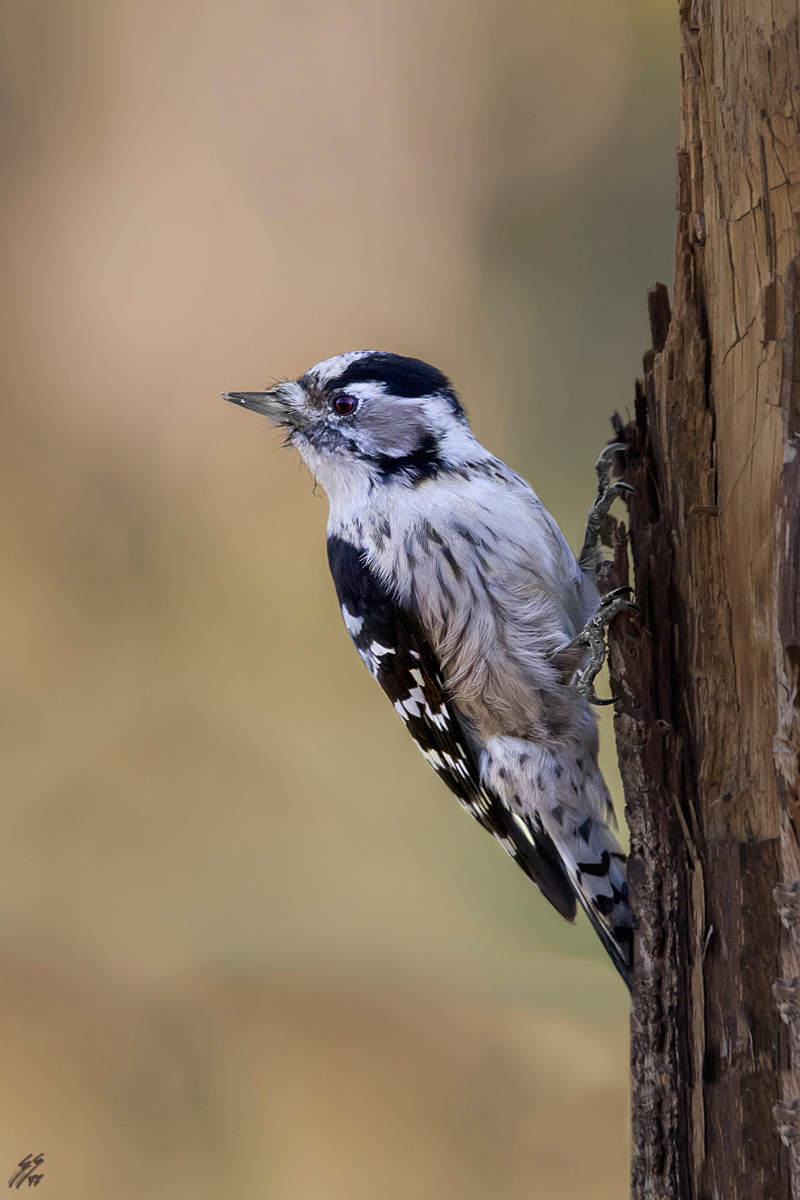 ..picchio lanuginoso o rosso minore?..