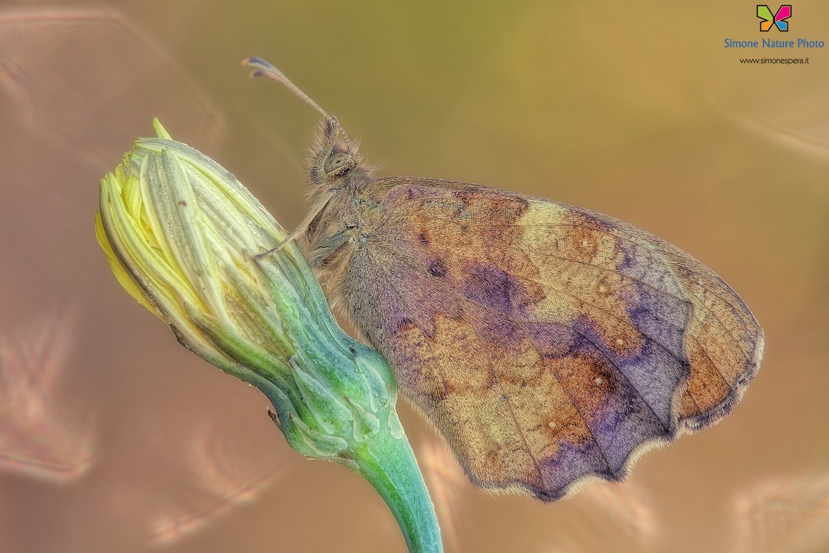 Pararge & gleams....