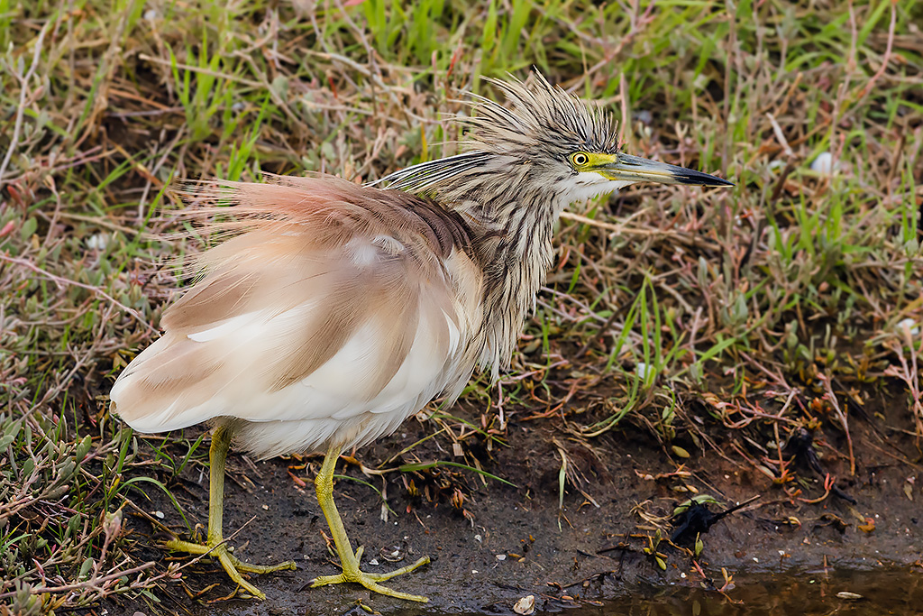 Sgarza ciuffetto arruffata