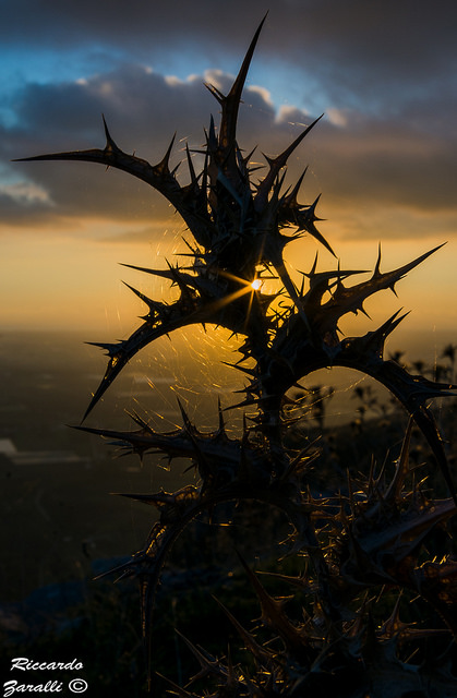 Gli aghi al sole....poesia