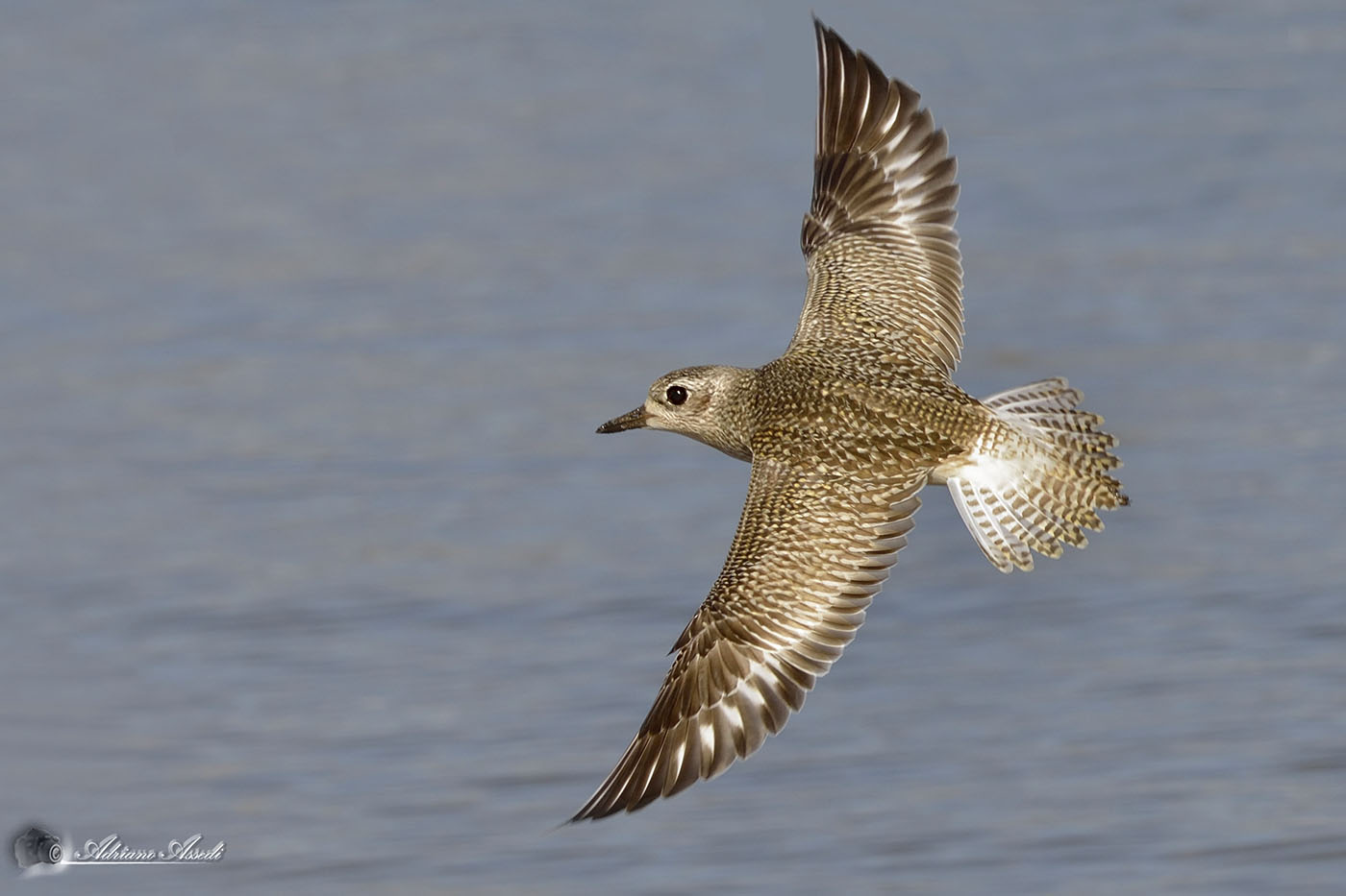 Pluvialis squatarola - Pivieressa