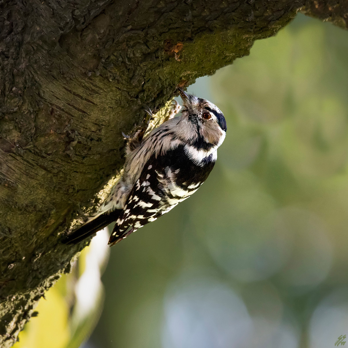 ..picchio rosso minore..