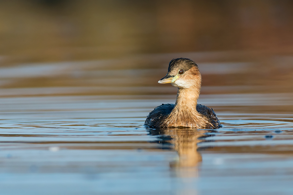 Tuffetto-Tachybaptus ruficollis
