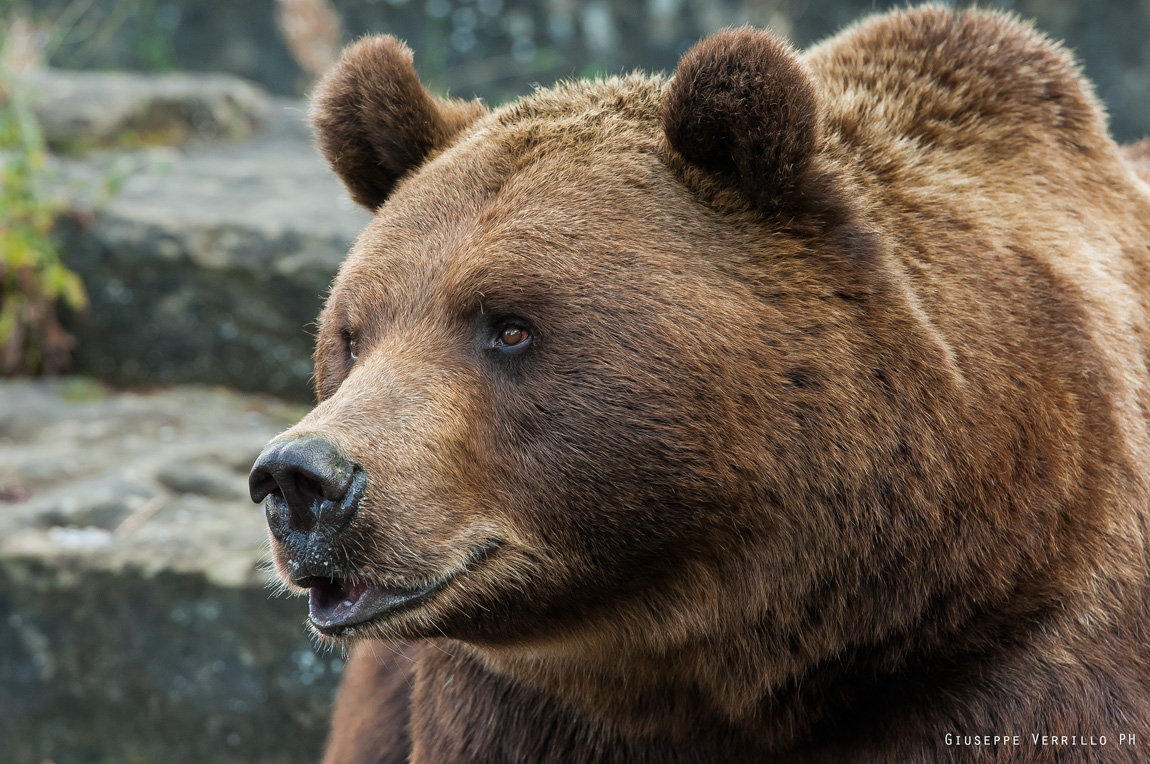 Brown bear