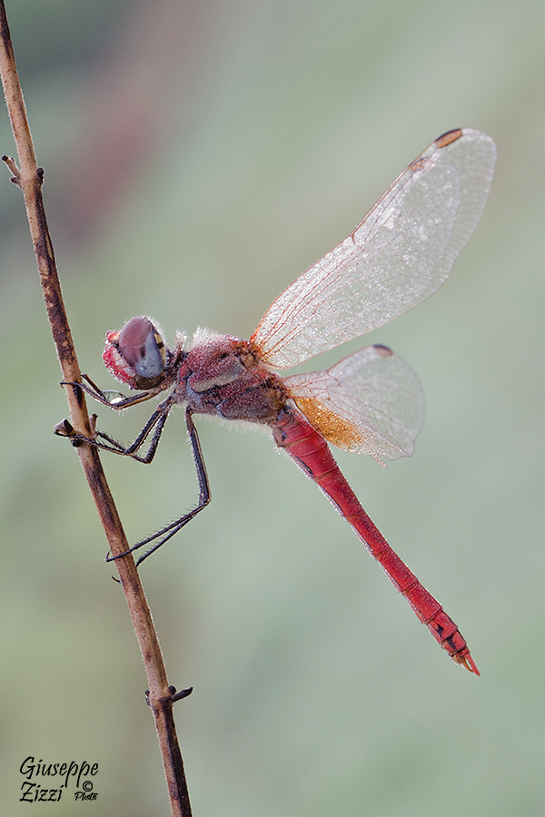 Sympetrum Fonscolonbii