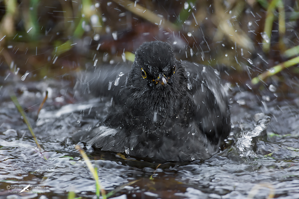 Il bagnetto del Merlo