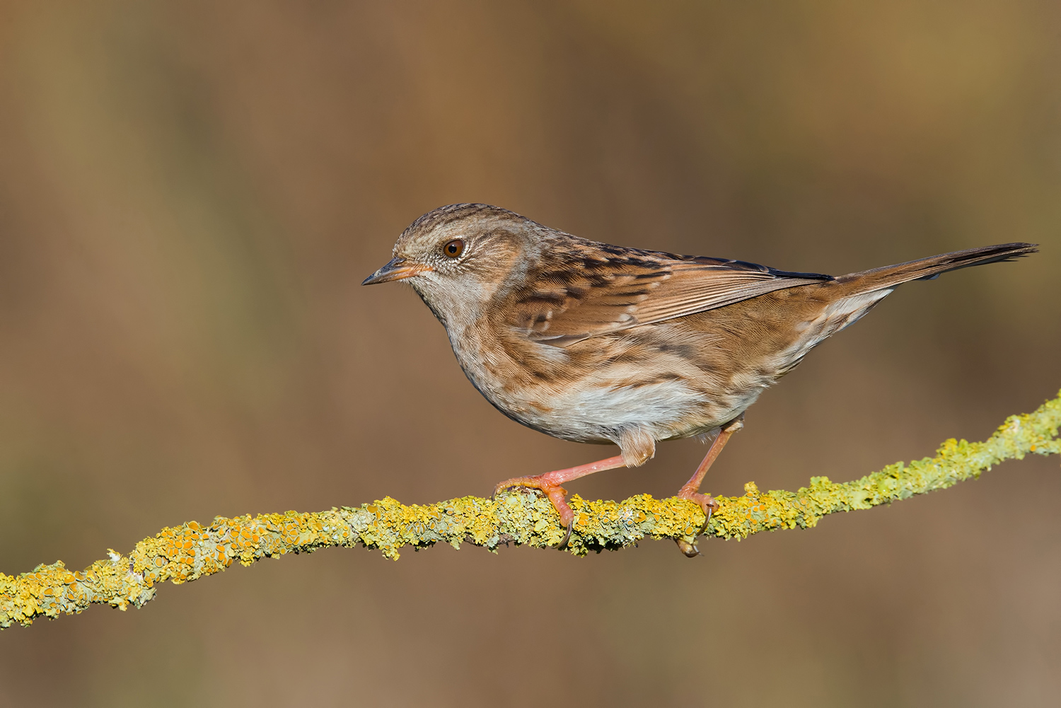 la prima Scopaiola autunno 2016