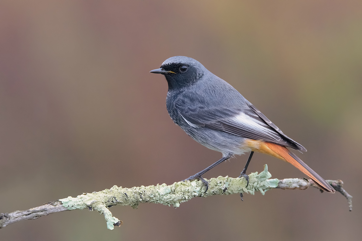 Codirosso Spazzacamino Maschio !!!