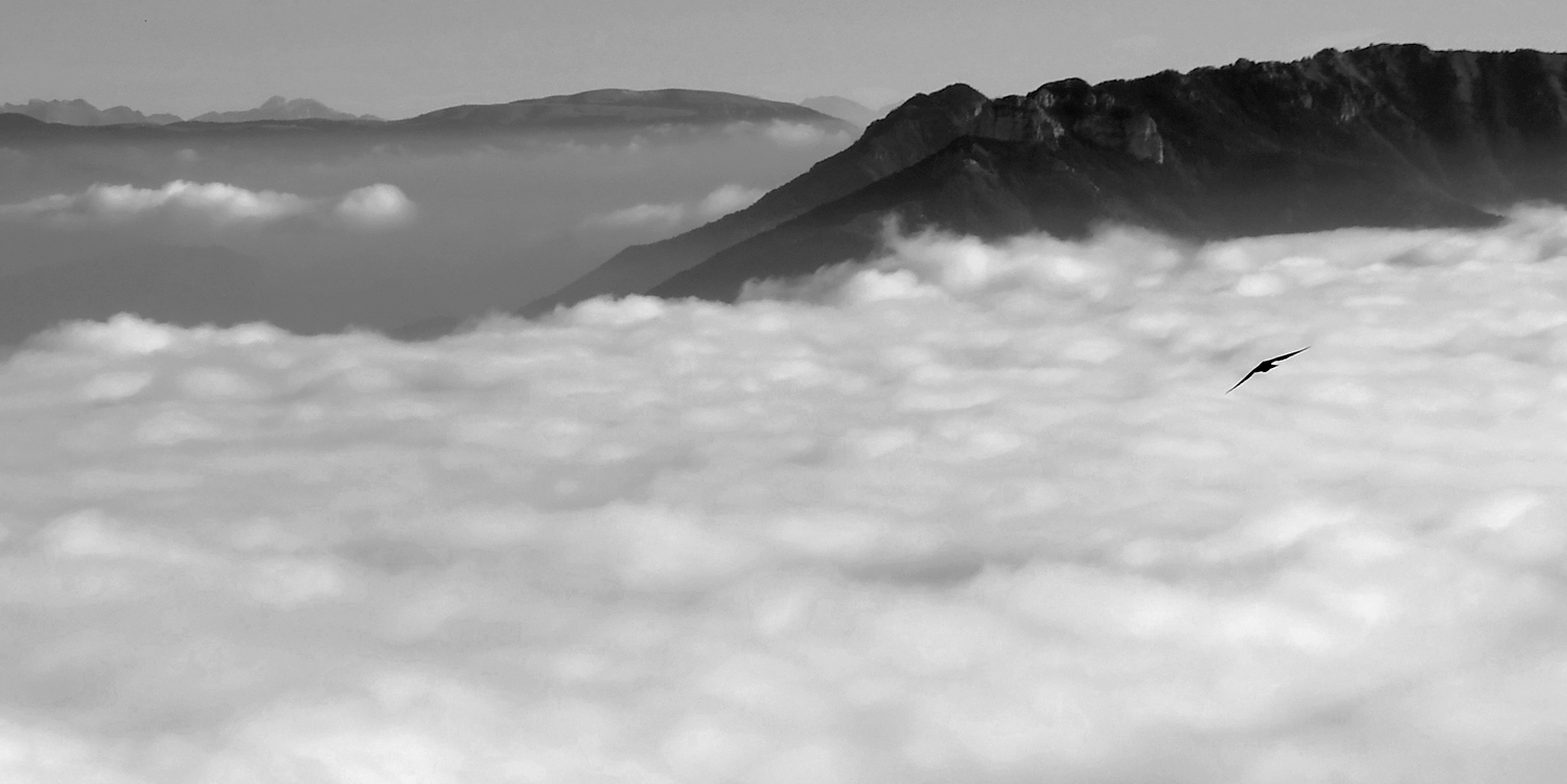 Il piccolo gracchio alpino in volo sopra le nuvole