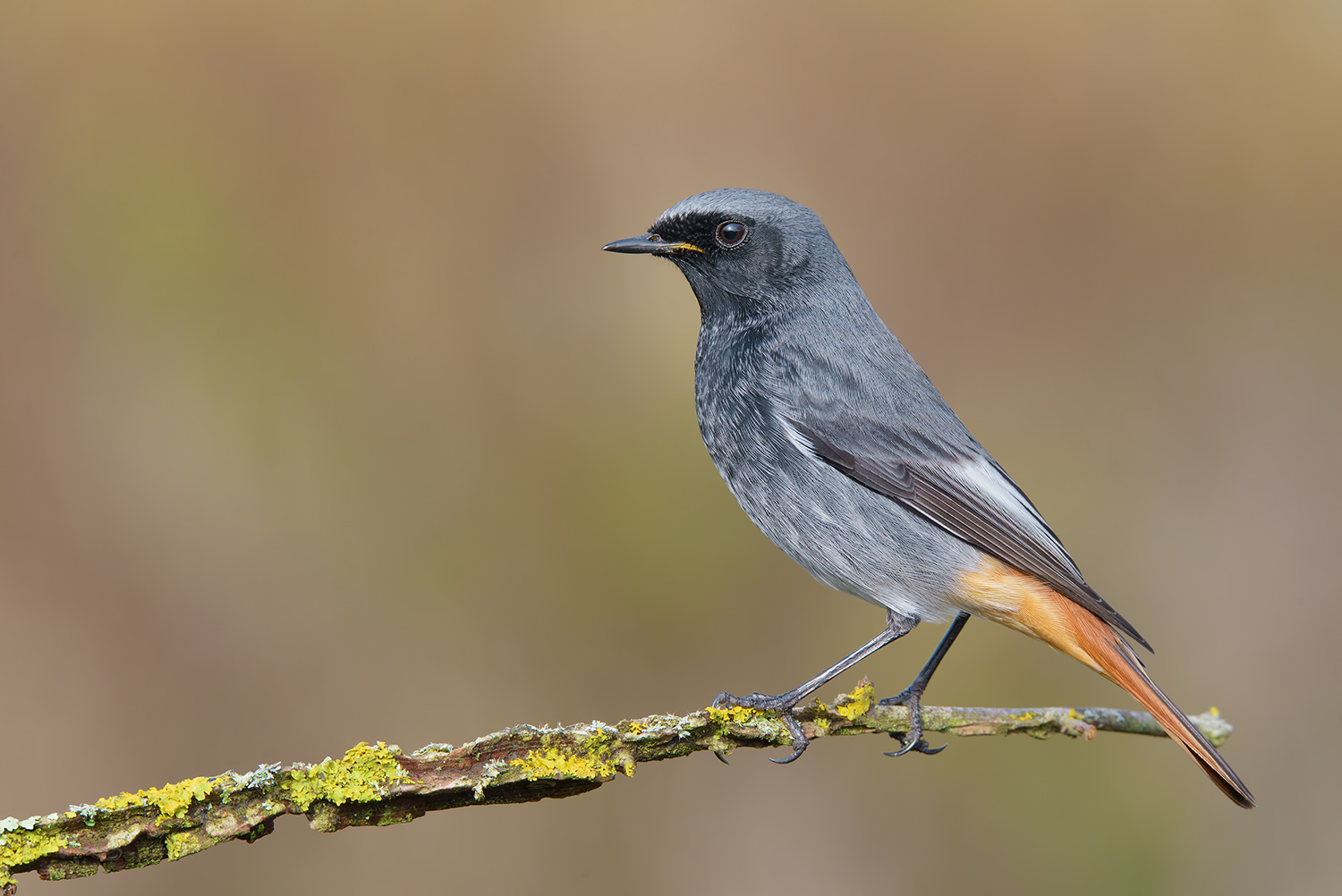 Il mio maschio dominante !!!