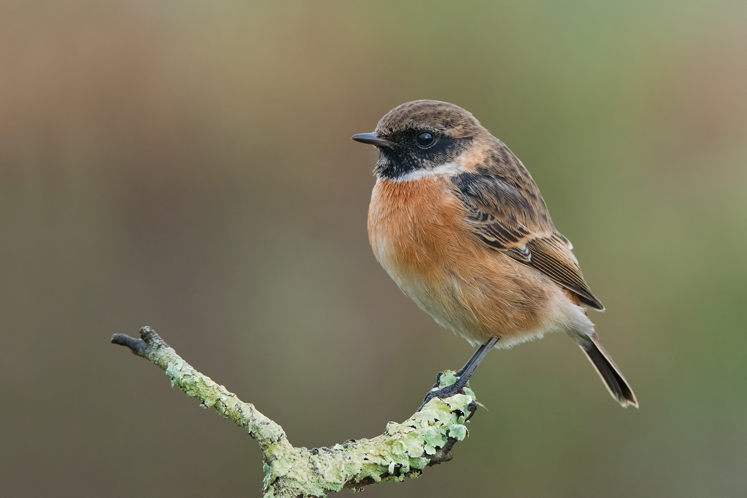 cosa fa un saltimaplo prima dell'alba.....
