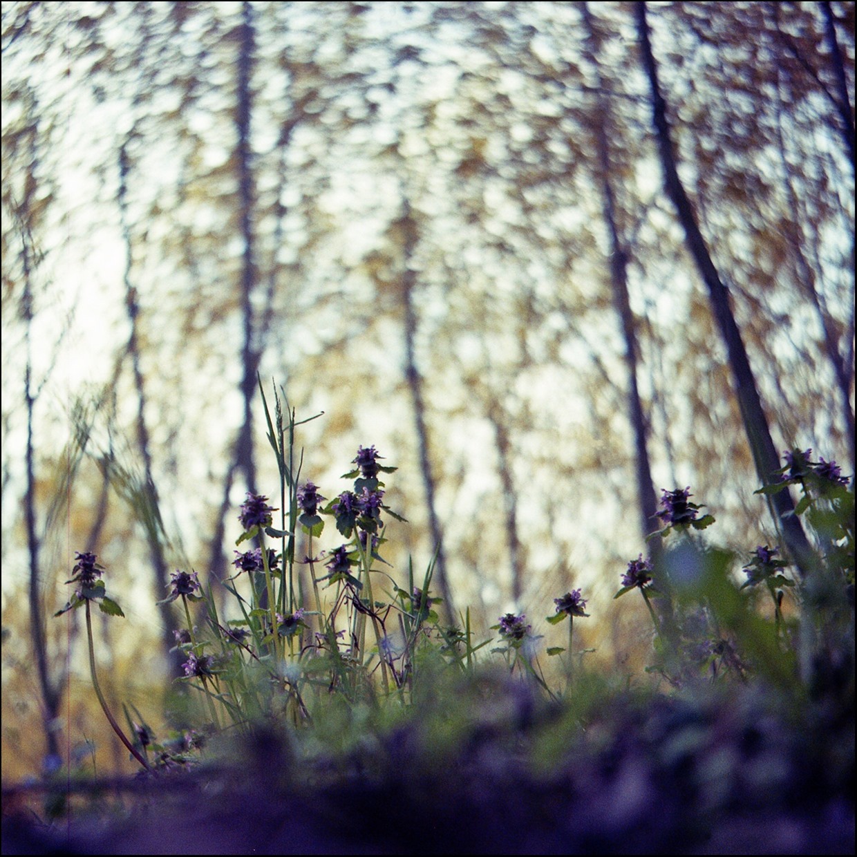 Lu, ... Lu, ... Lubitel 2 ;/)