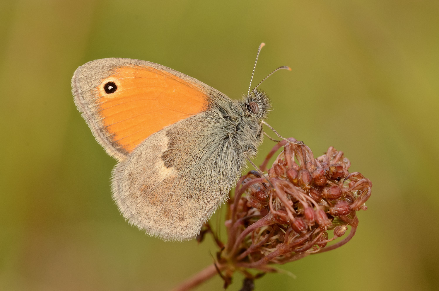 Coenonimpha pamphilus