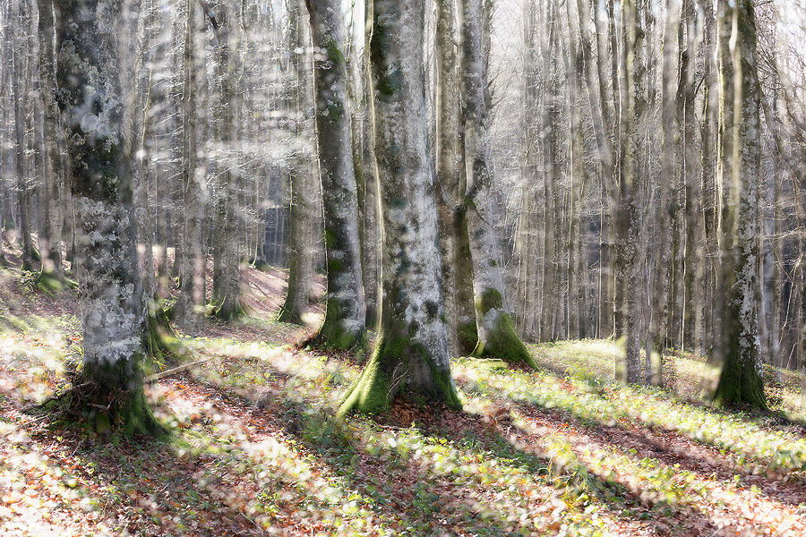 WOOLAND IMPRESSION # 30