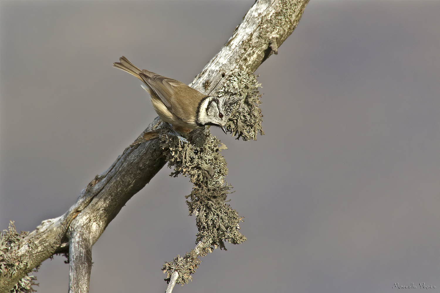 Cincia dal ciuffo (Lophophanes cristatus)