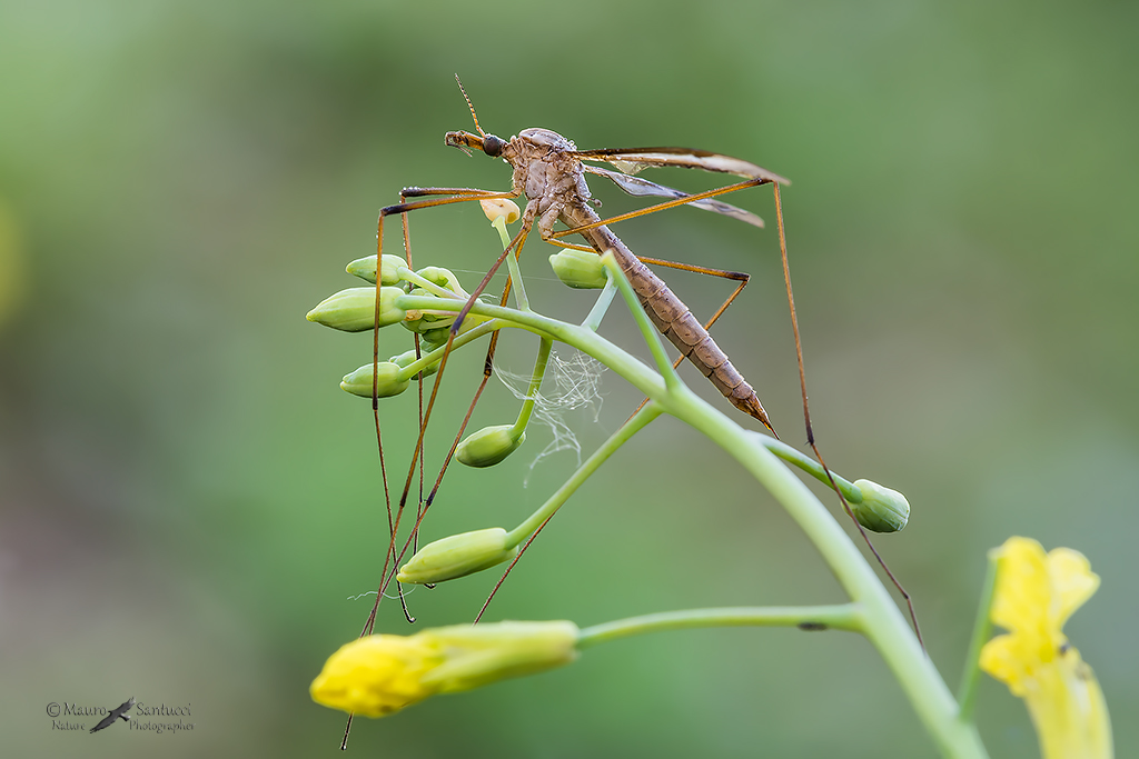 Tipula female