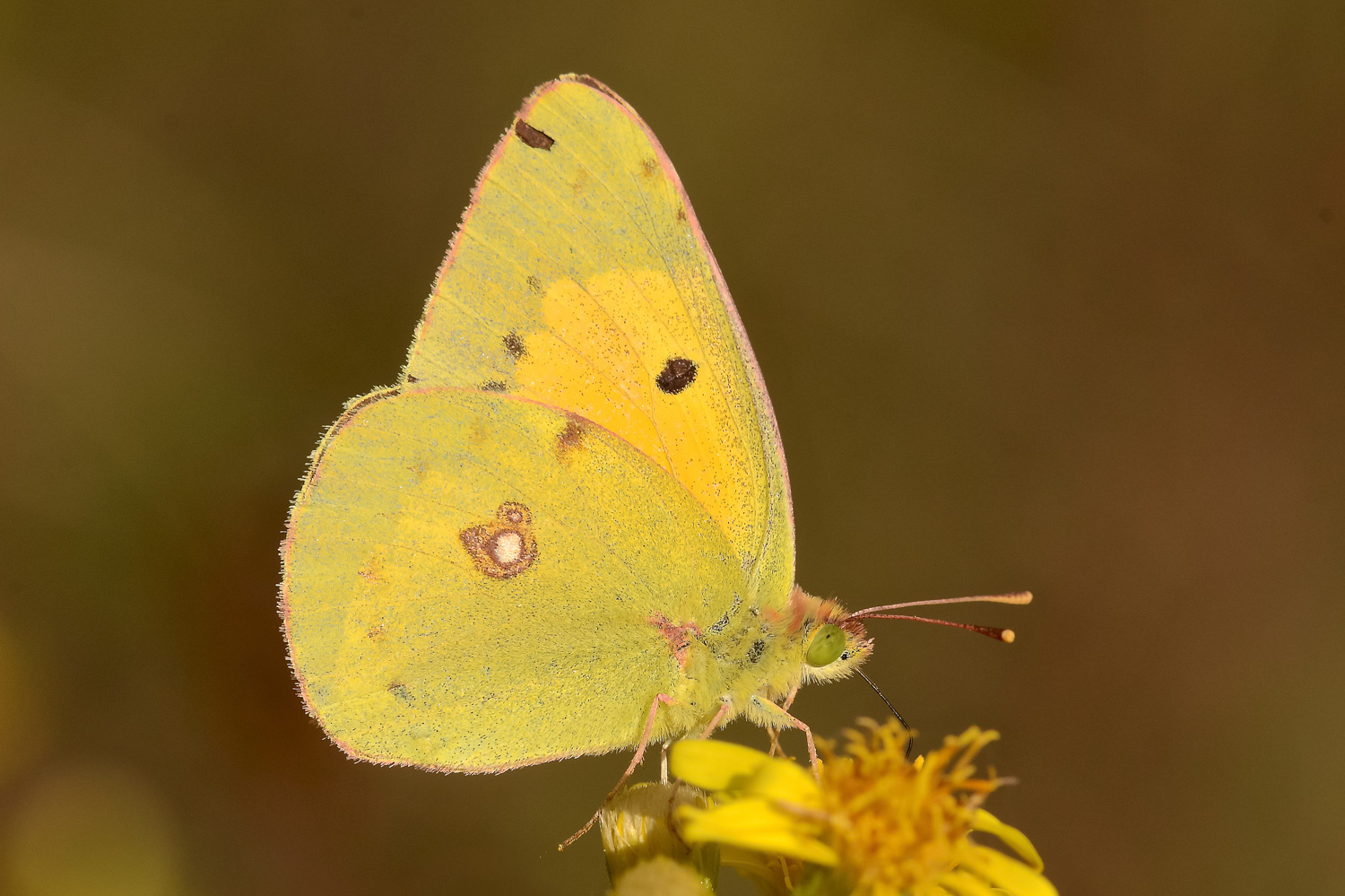 Colias crocea