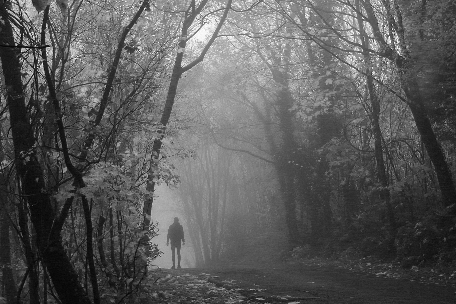 Solitario nel bosco nebbioso