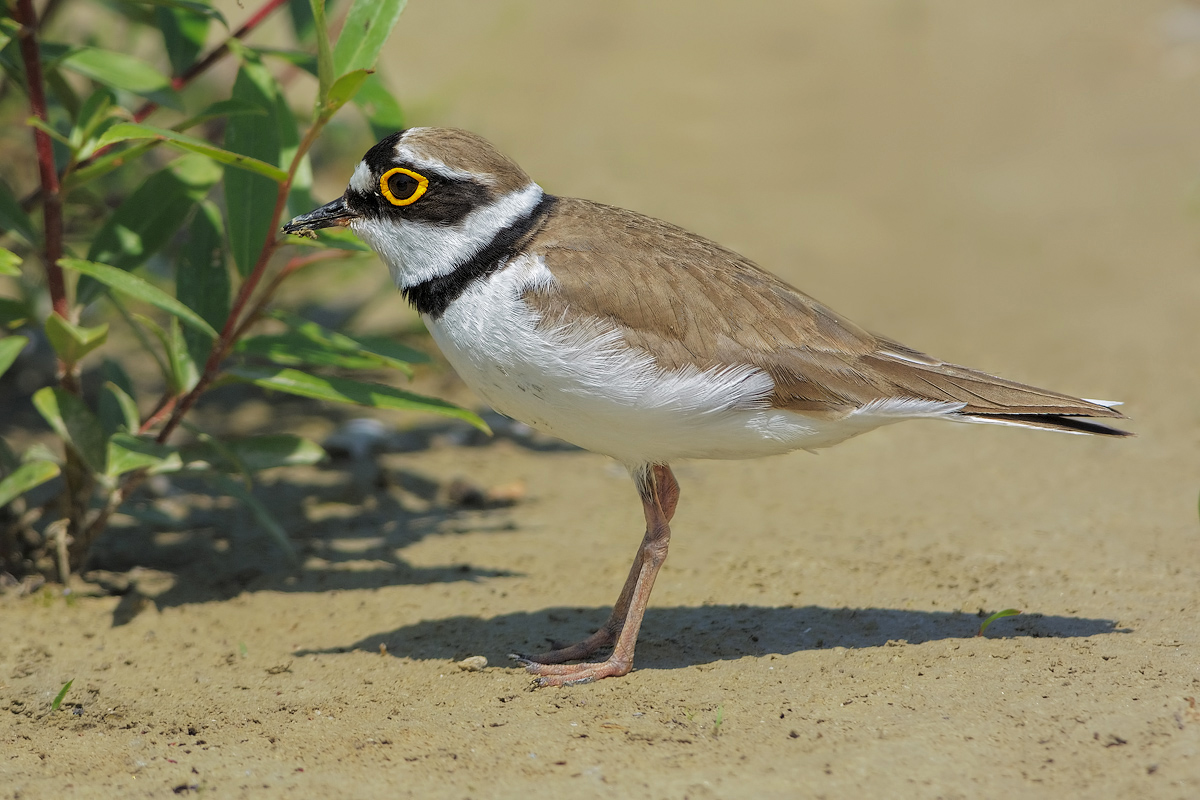 Corriere piccolo (Charadrius dubius)