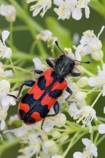 Ich bin ein Milanisten