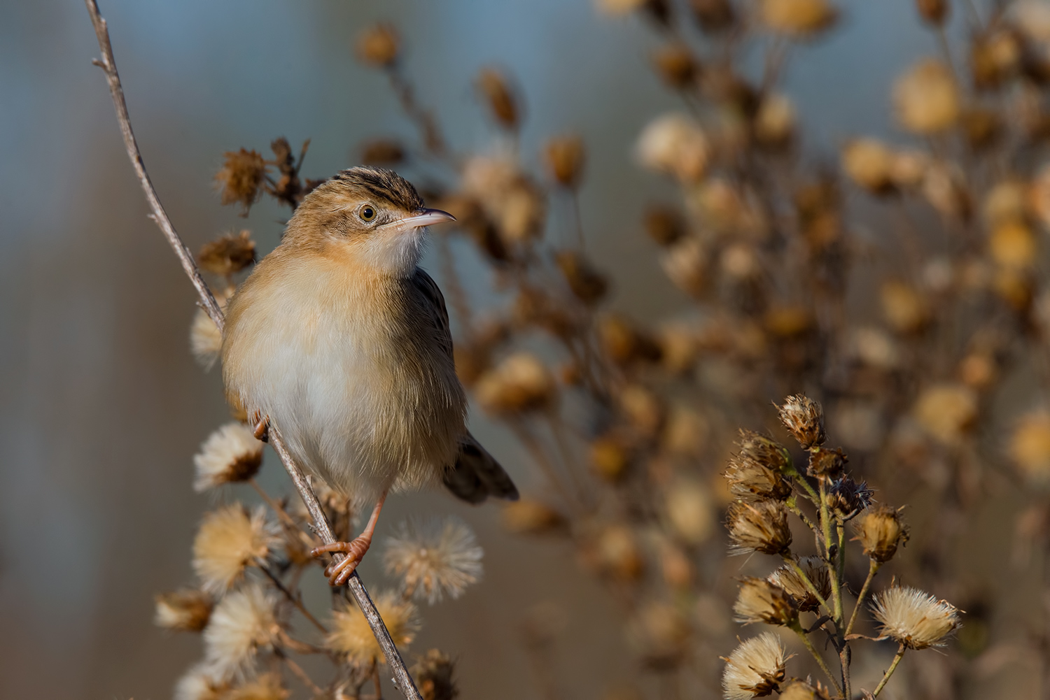 L'autunno del beccamoschino