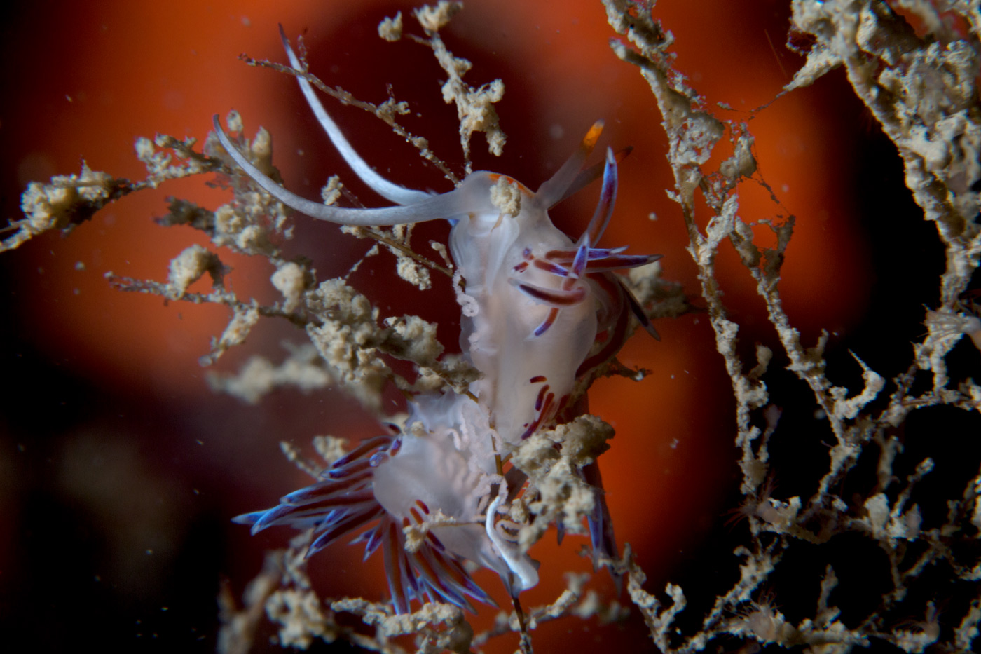 Under a blood red sky