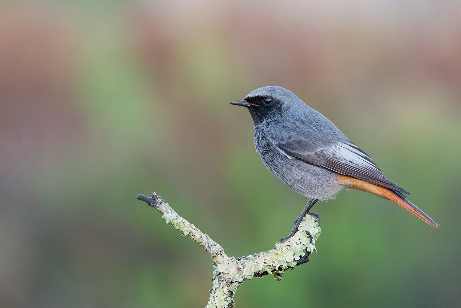 i colori del giorno...