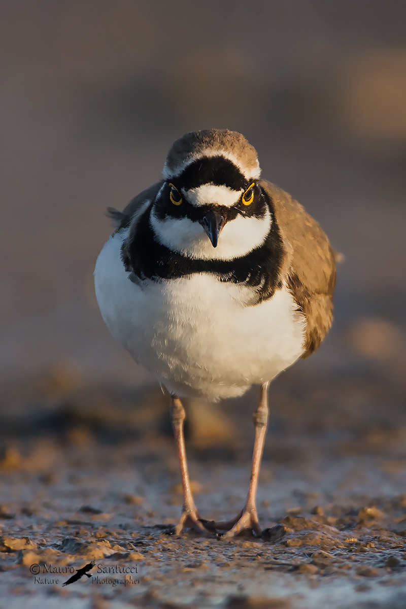 Faccia a faccia col Corriere piccolo