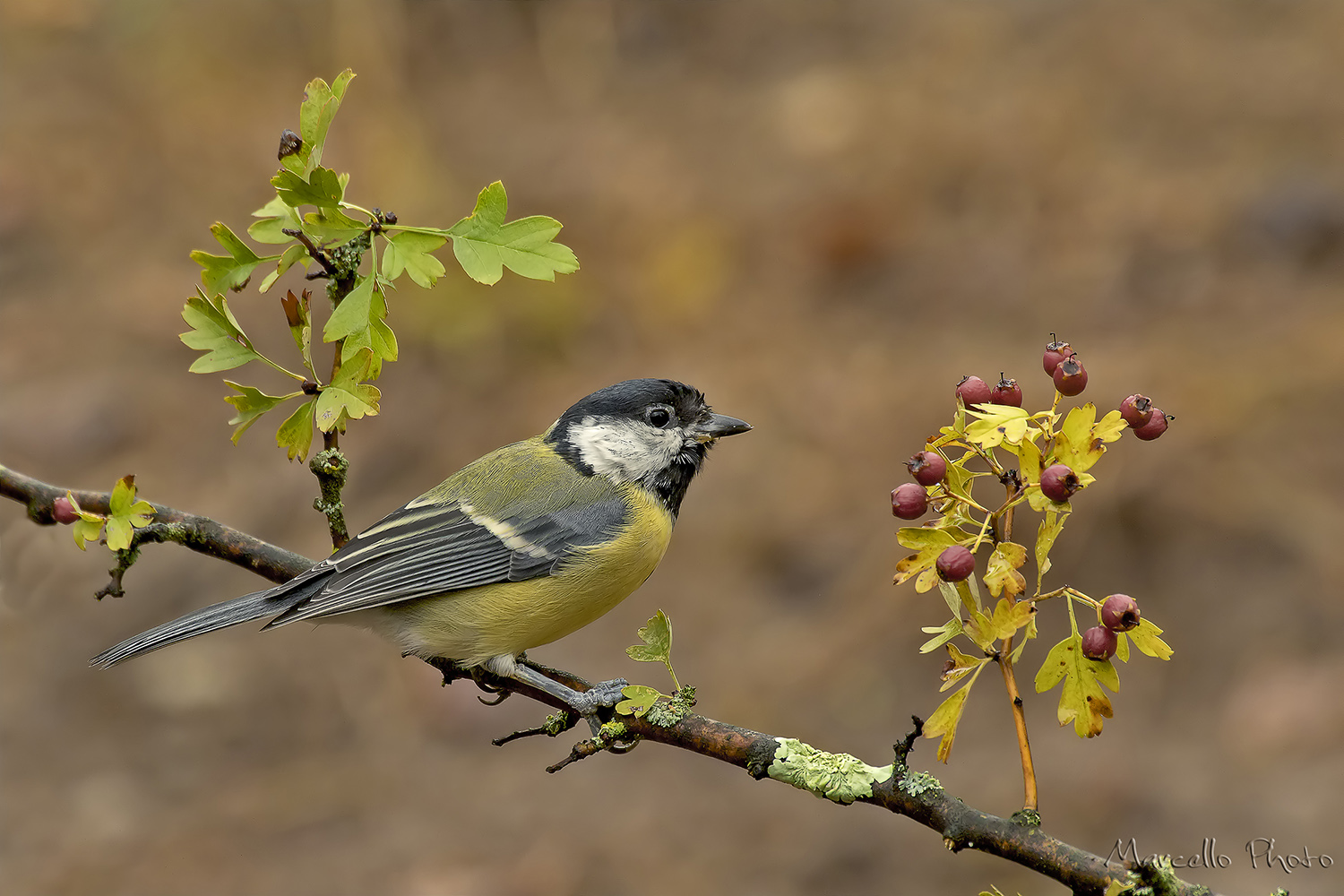 Cinciallegra su biancospino