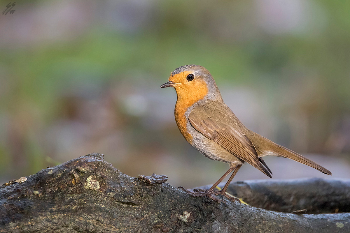 ..baciato dal sole..