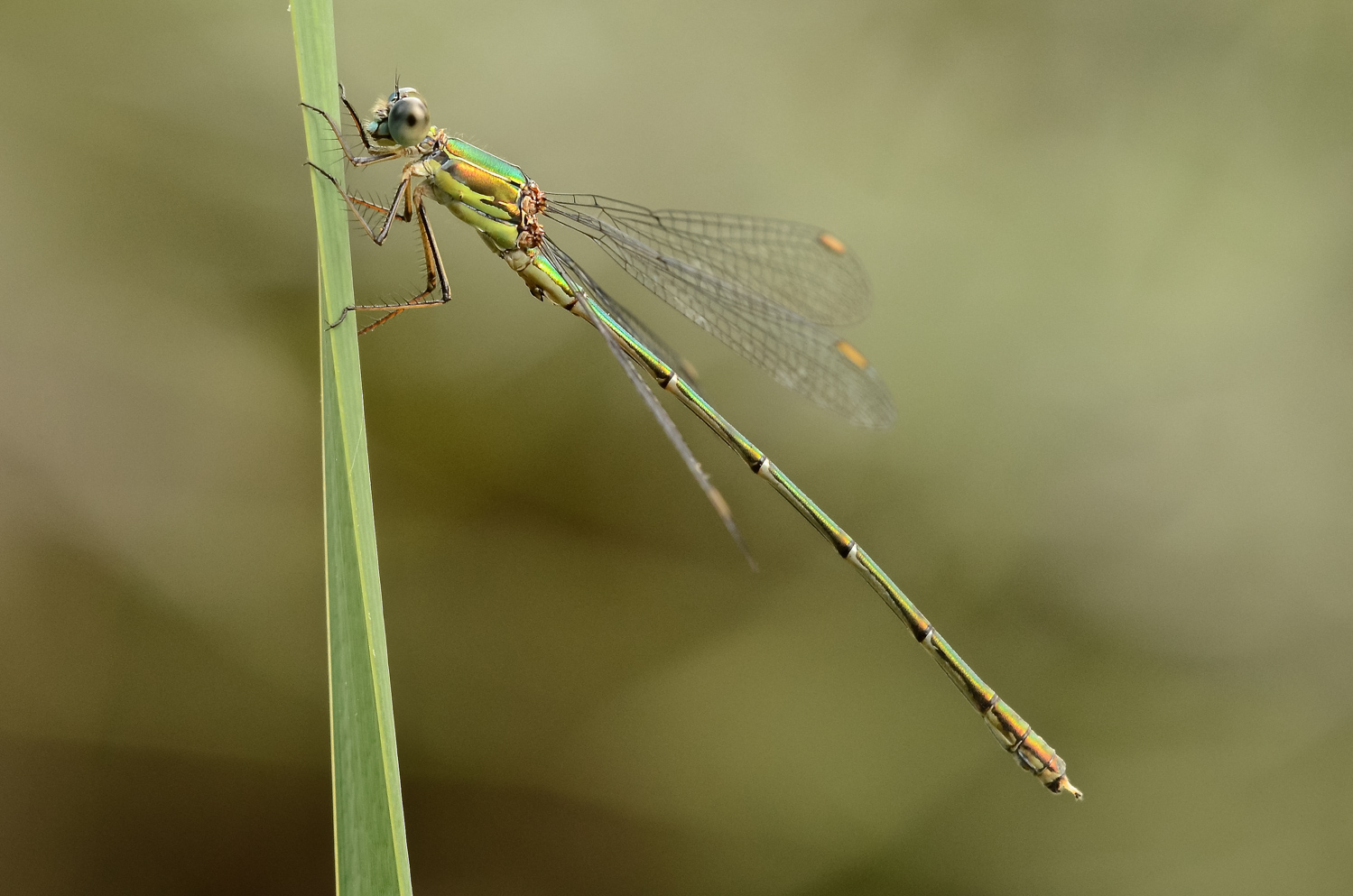 Lestes virens