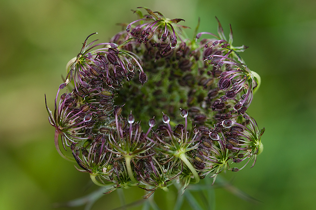 Utimi fiori d'autunno