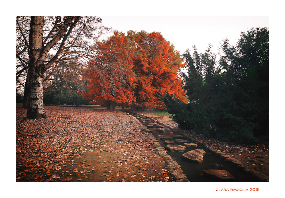 Quel ruscello....nel parco