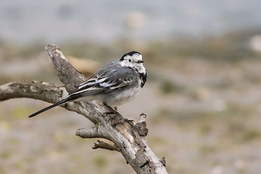 Motacilla alba
