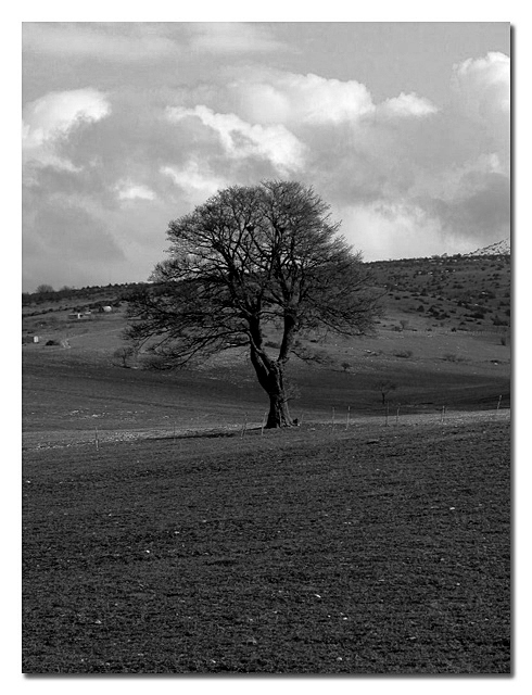 Albero solitario in bianco e nero!