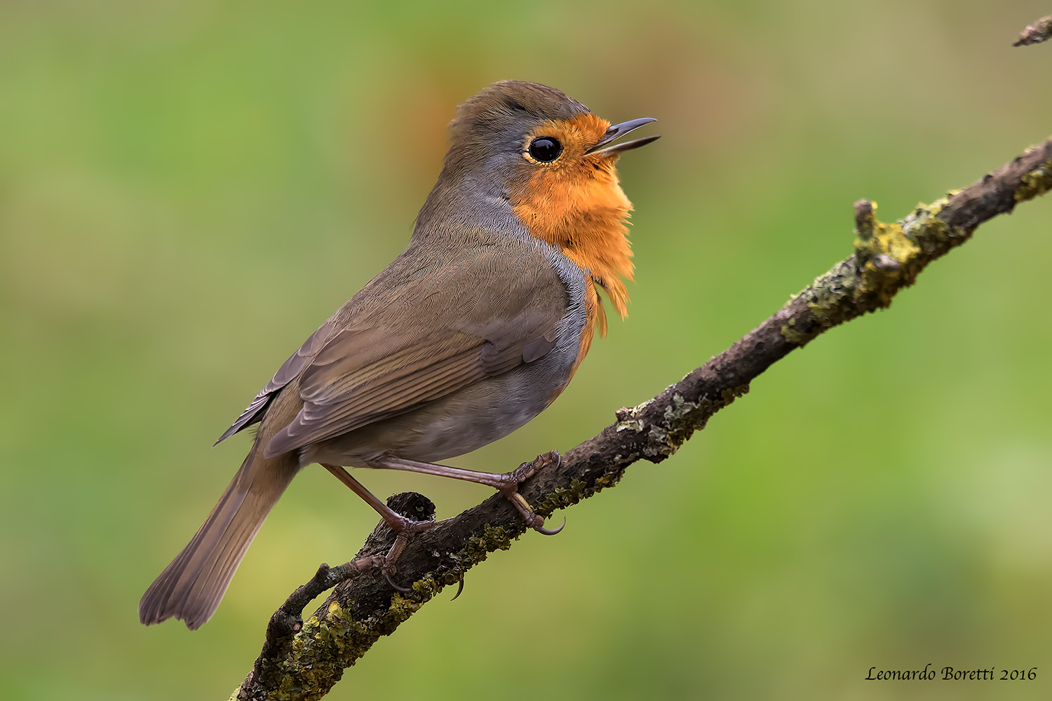 Pettirosso Canterino