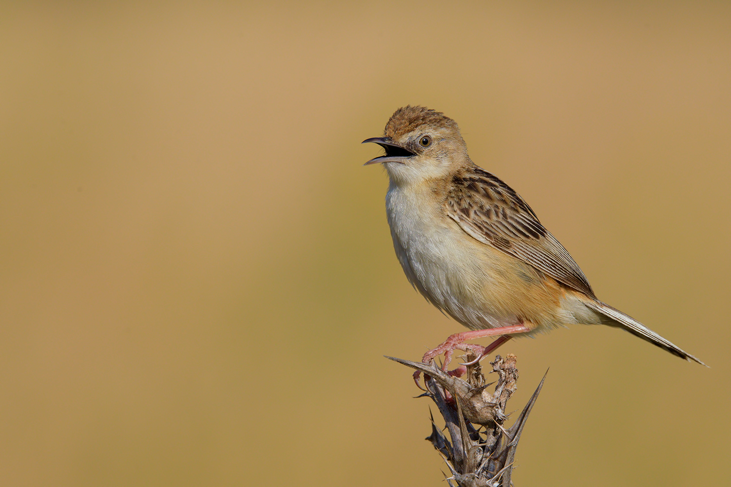io canto sul cardo ! (Beccamoschino)