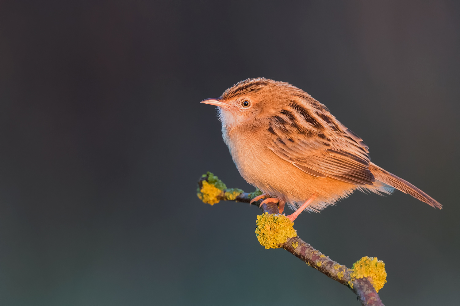Alba e Beccamoschino