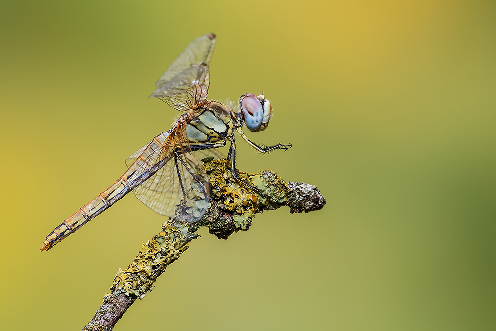 Sympetrum fonscolombii