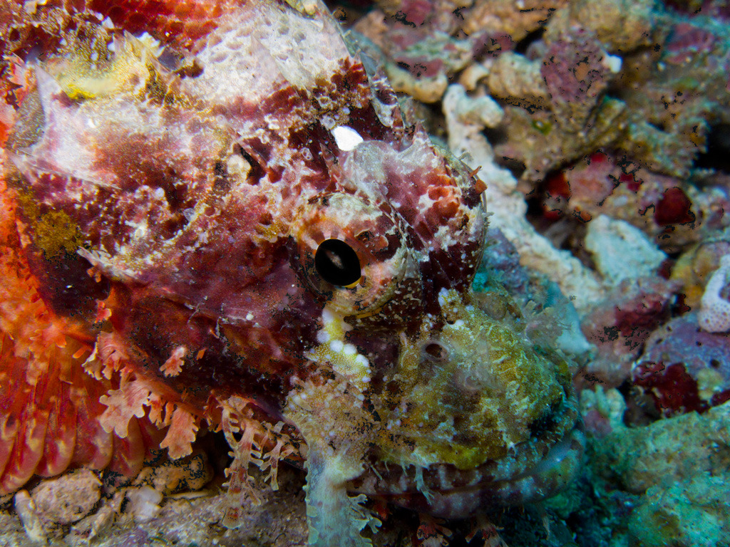 Scorfano, pesce pietra, pesce scorpione