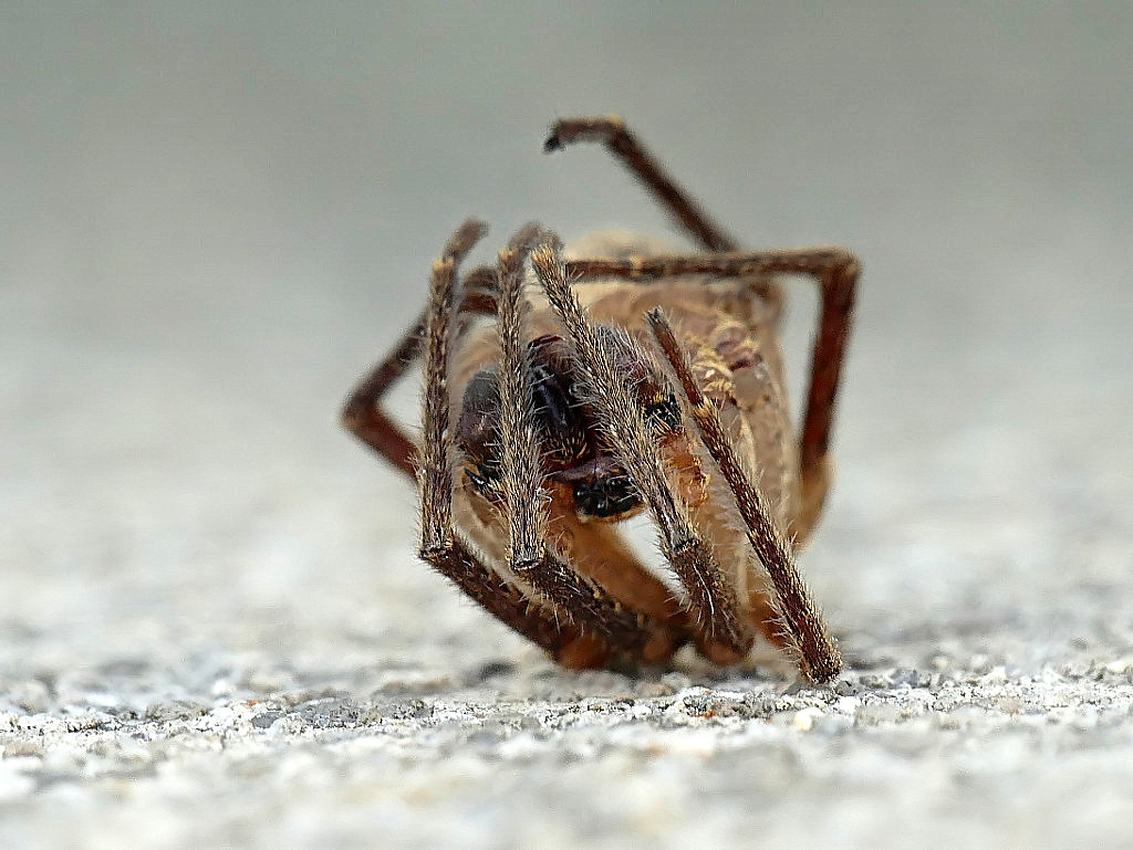 *** Di nuovo Lui ***