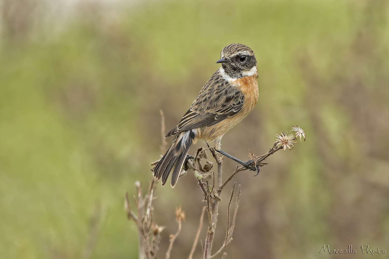 Mr. Saltimpalo (Saxicola rubicola)