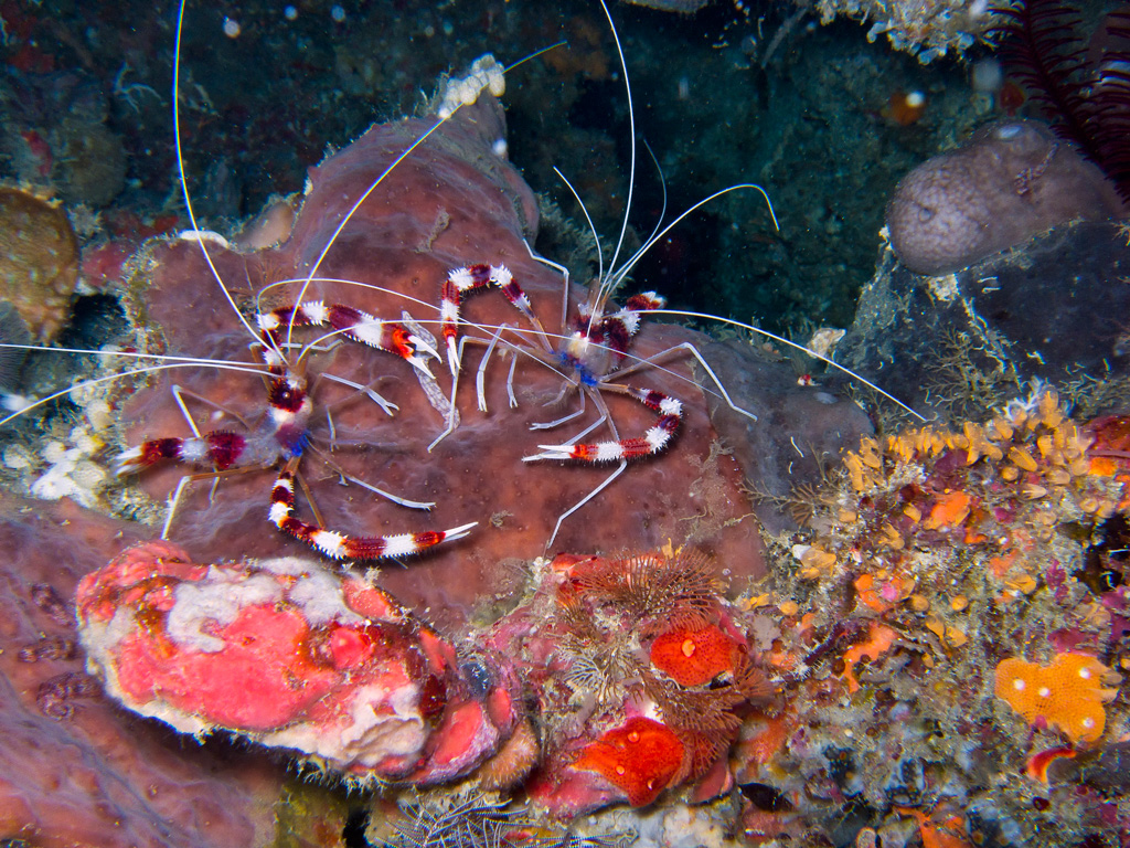 Allo specchio, quasi