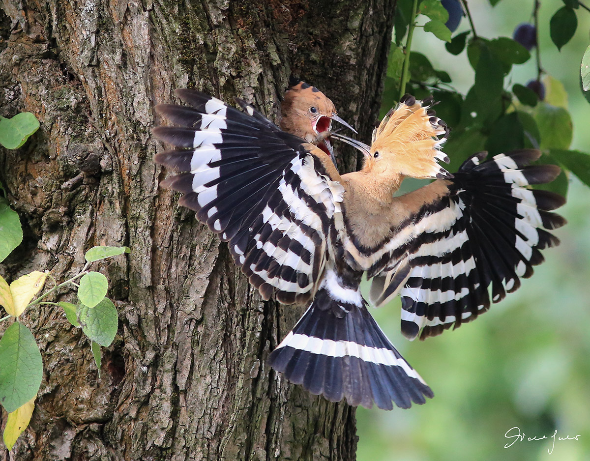 L'imbeccata dell'Upupa