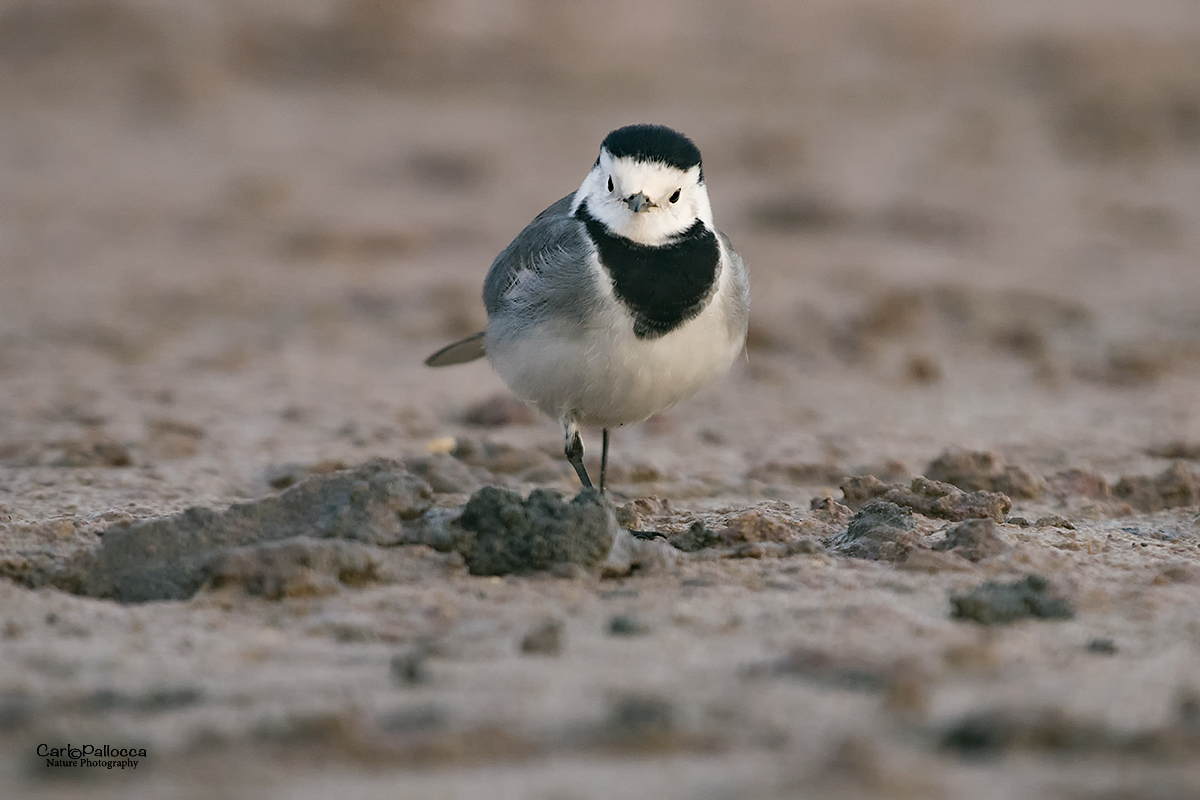 ...ti ho visto eh!!!!!