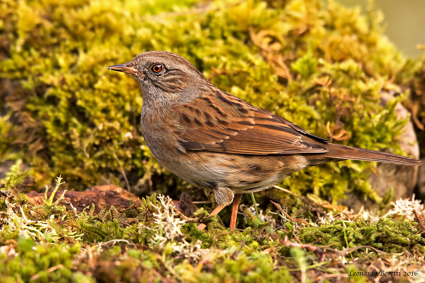 Passera scopaiola