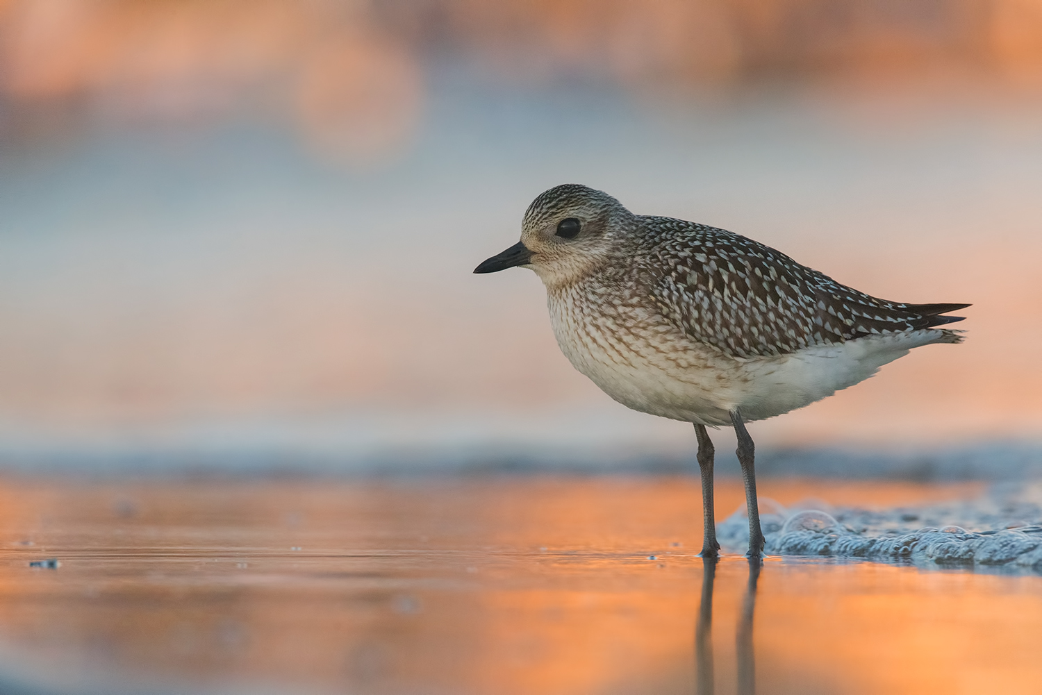 Una luce da osare !!! Pivieressa
