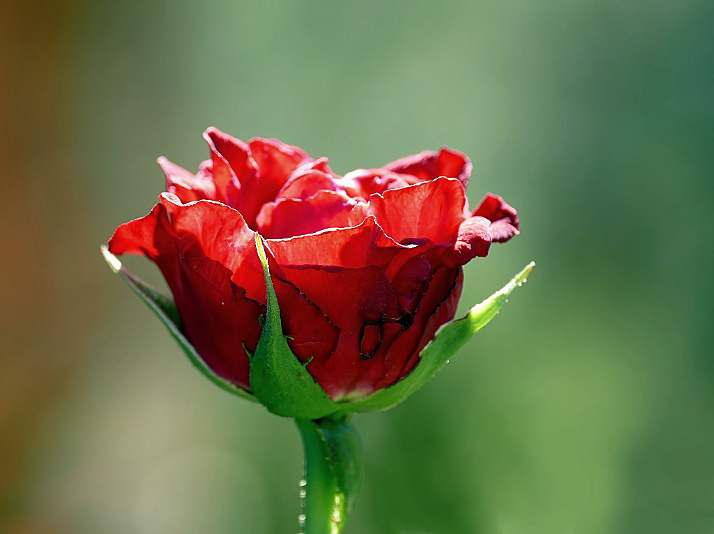 *** Ogni scarrafone...***