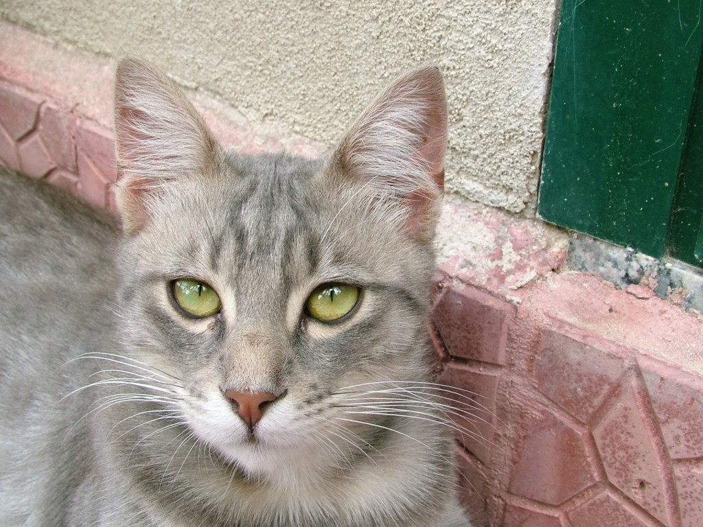 Gatto macro