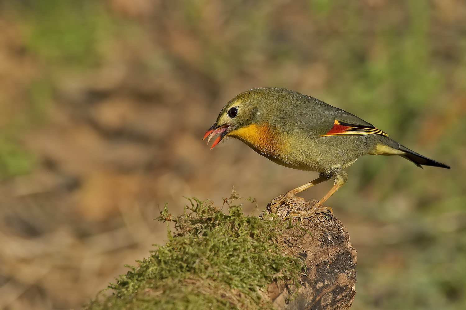 Usignolo del Giappone canterino